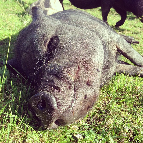 Foto