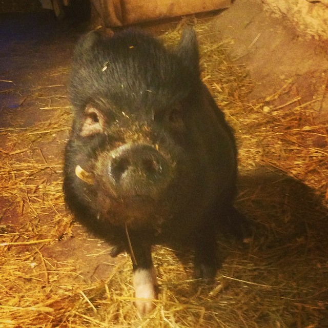 Foto