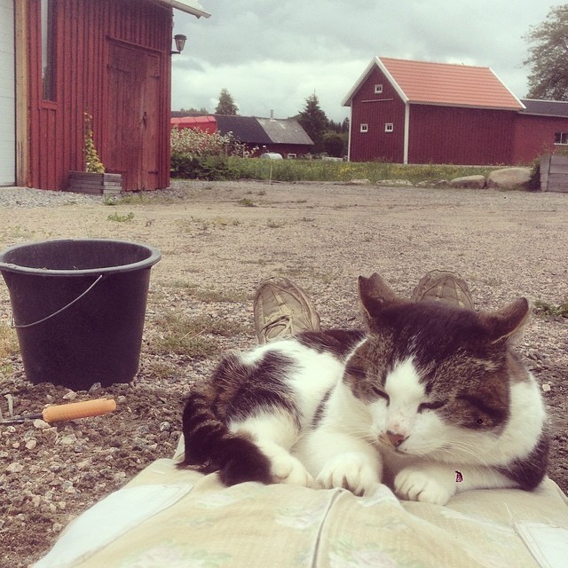 Foto