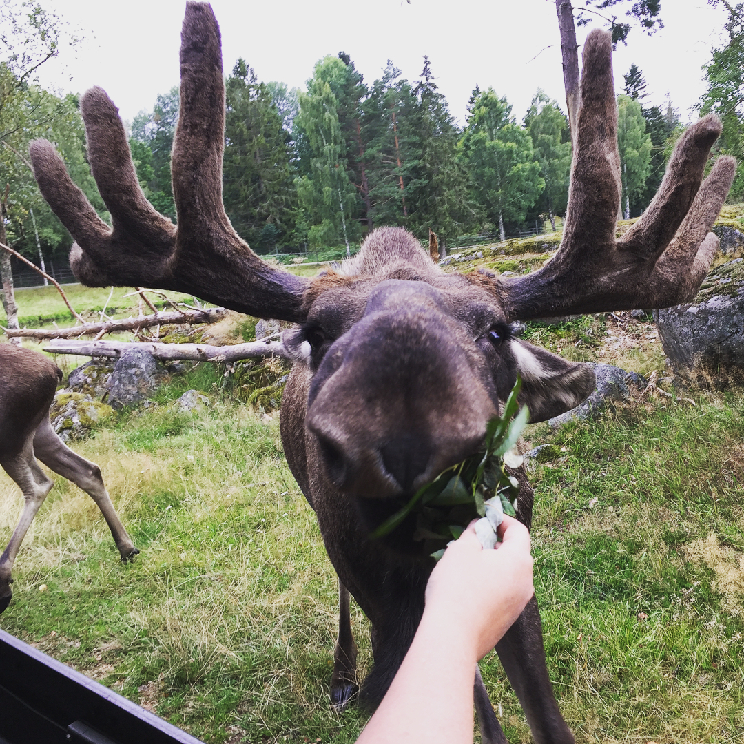 Foto