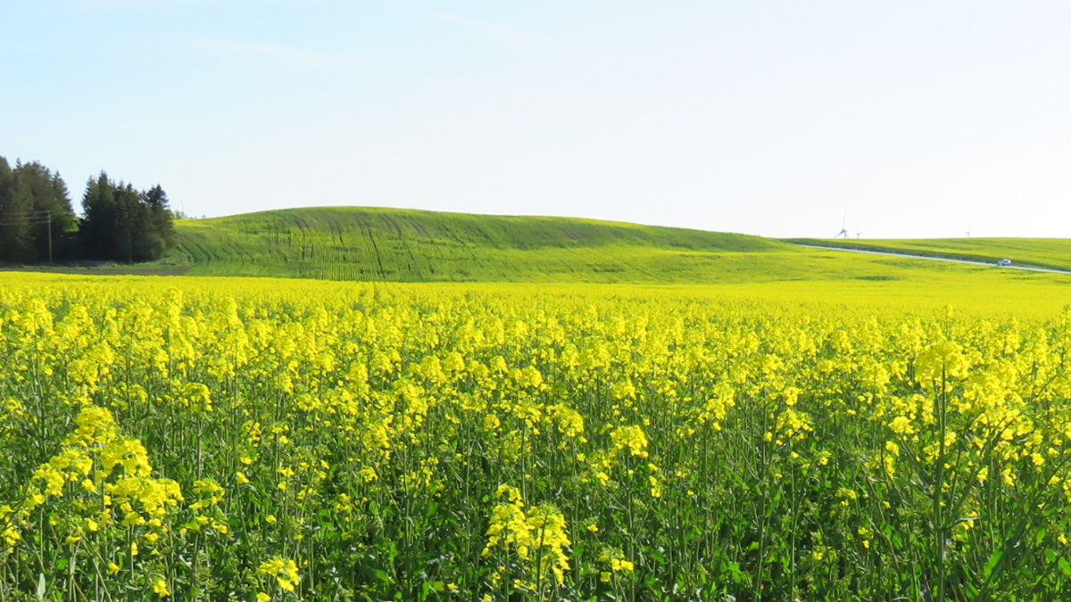 rapsfalt-osterlen-skane