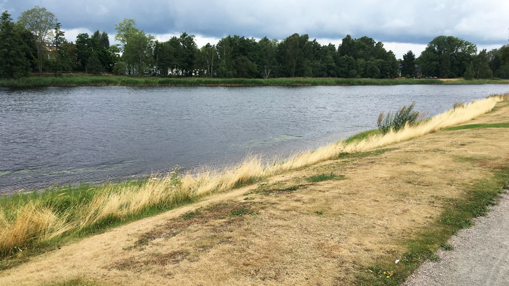 sandgrundparken-karlstad-gult-gras