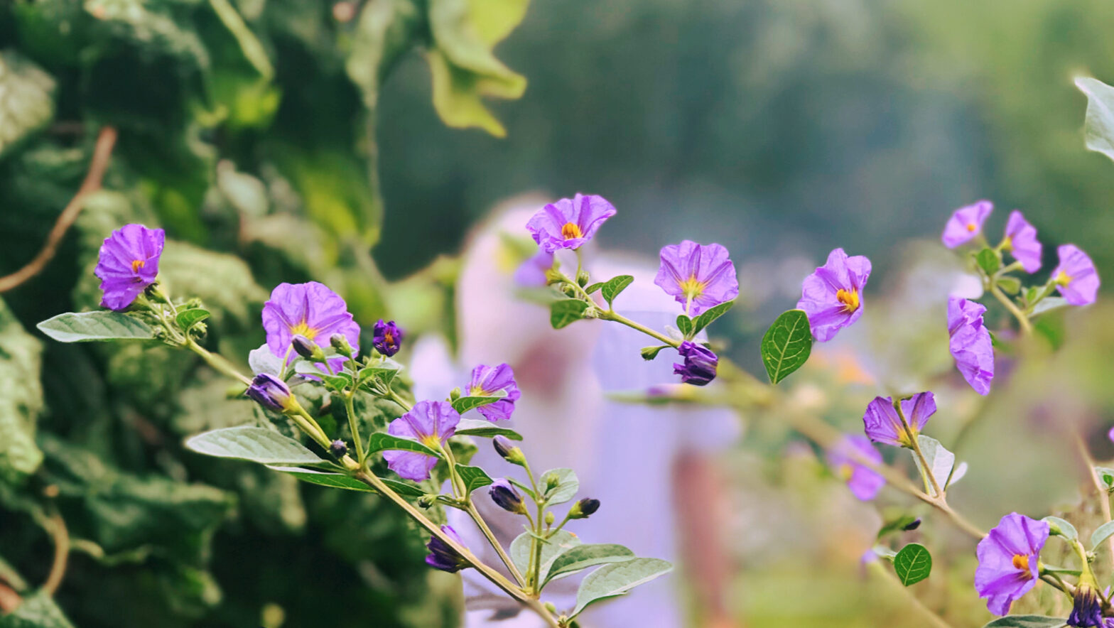 Blommor, vax och härlig saluhall