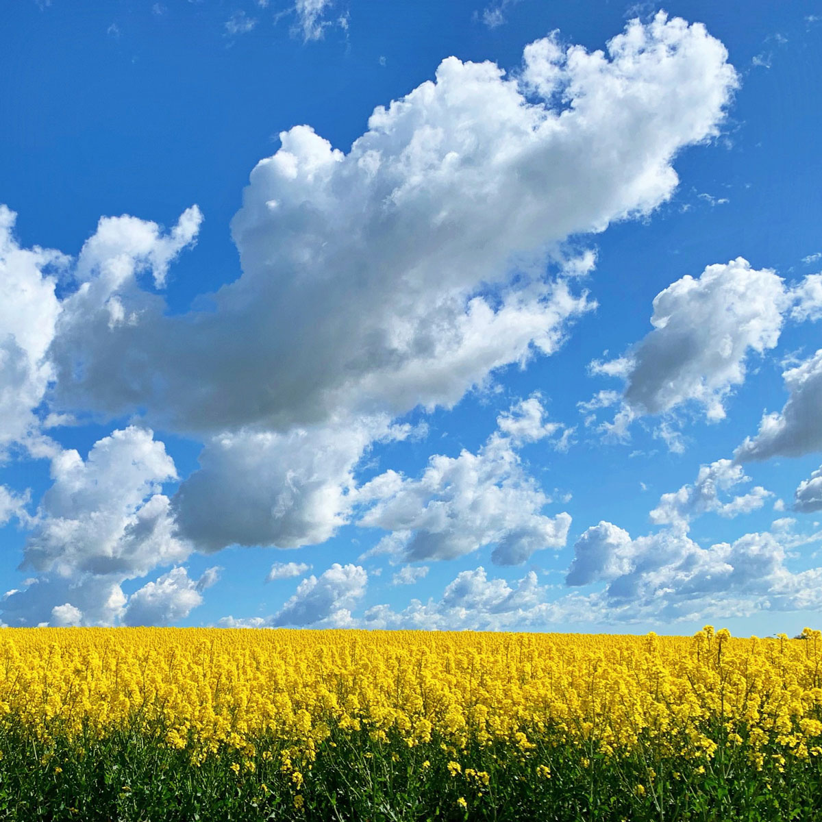 gula rapsfält mot blå himmel