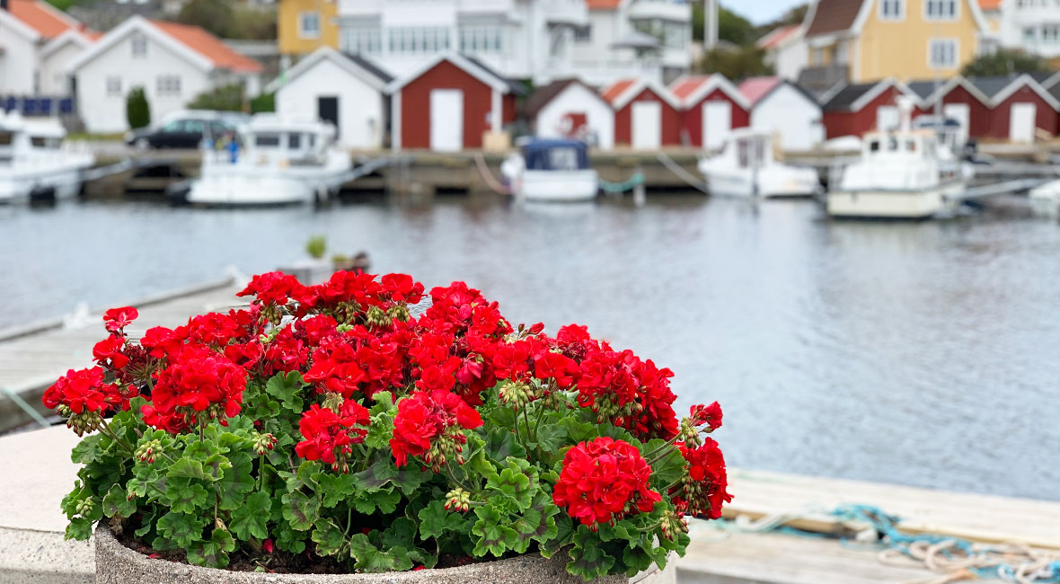 Pelargoner på Fotö