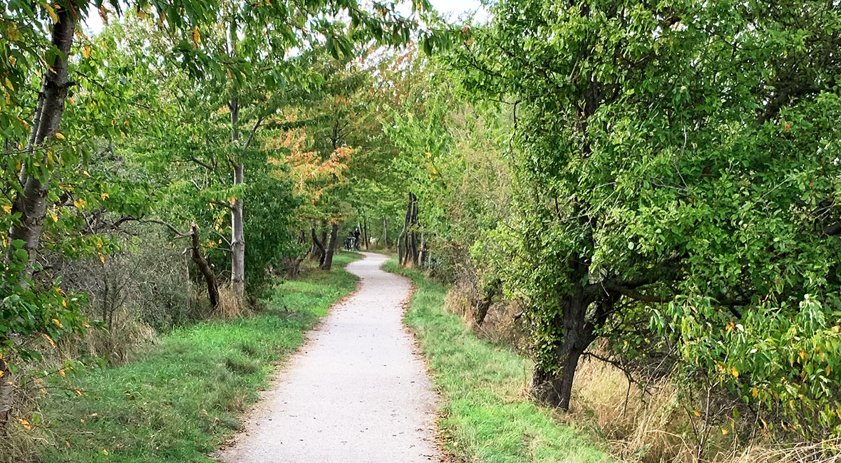 cykla på rugen