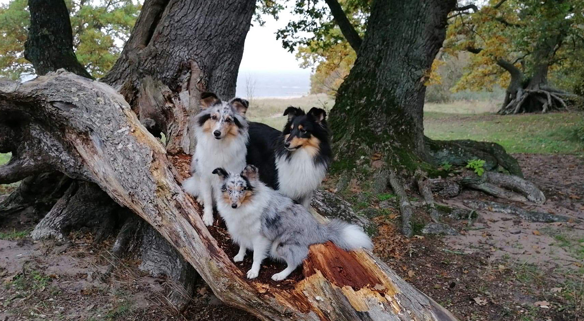 Shetland Sheepdog