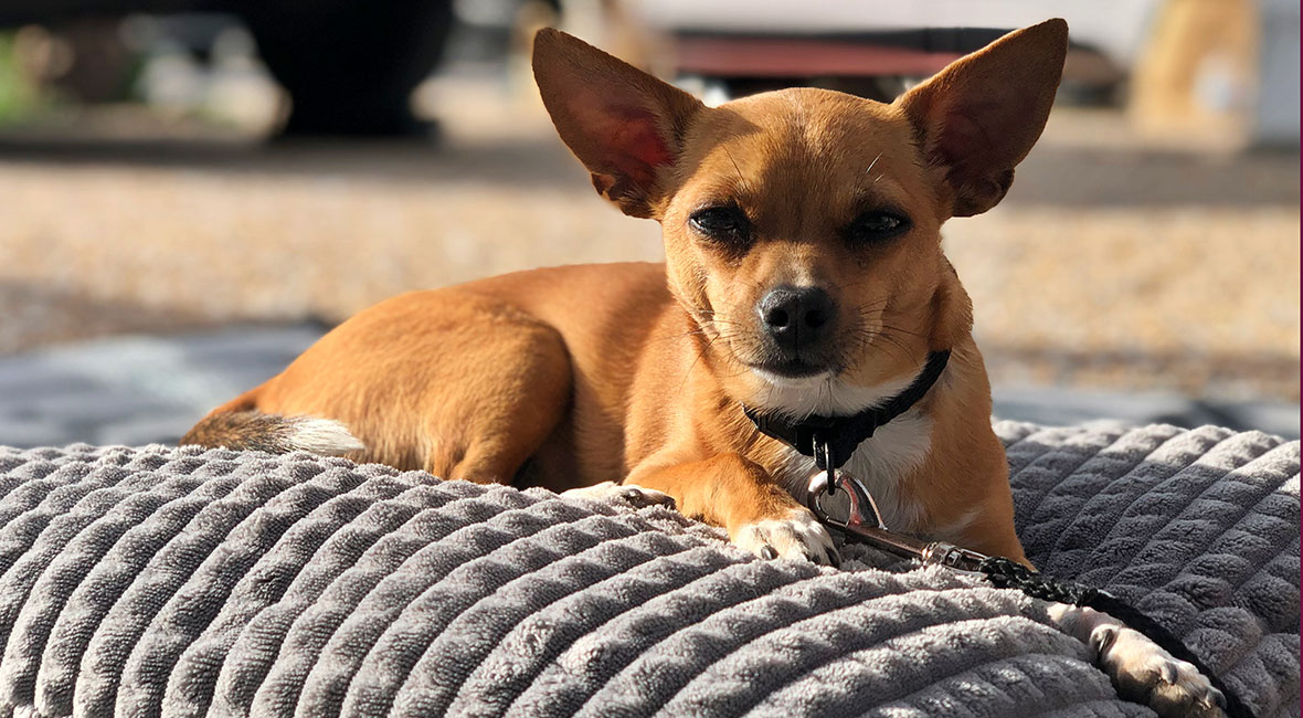 Gasolför­brukningen i FrankieBoy