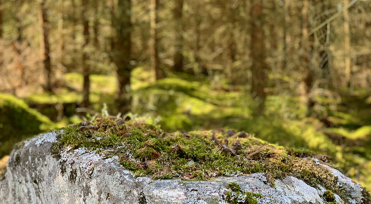 svensk landsbygd skog