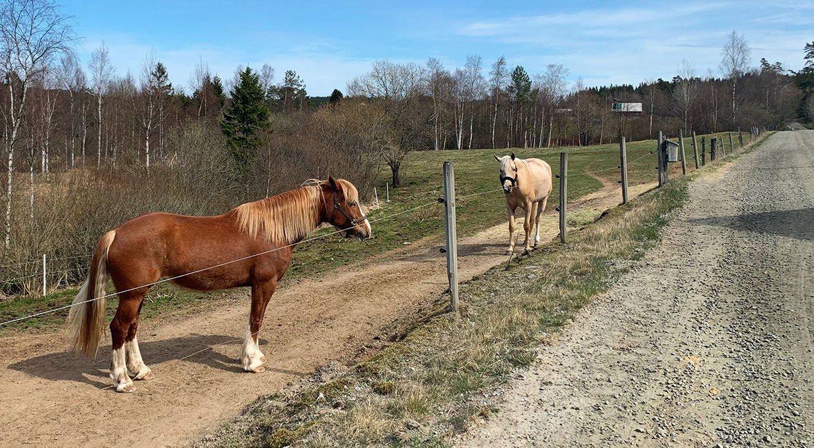 hästar i hage