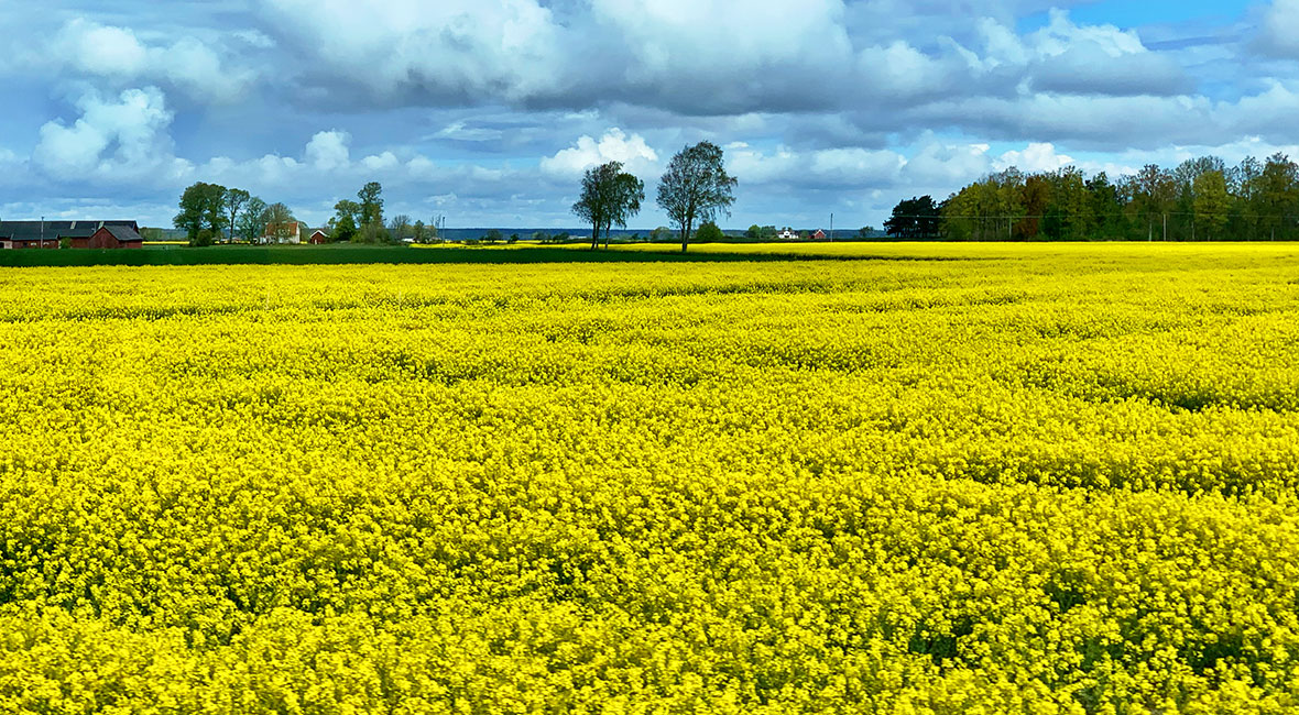 rapsfält