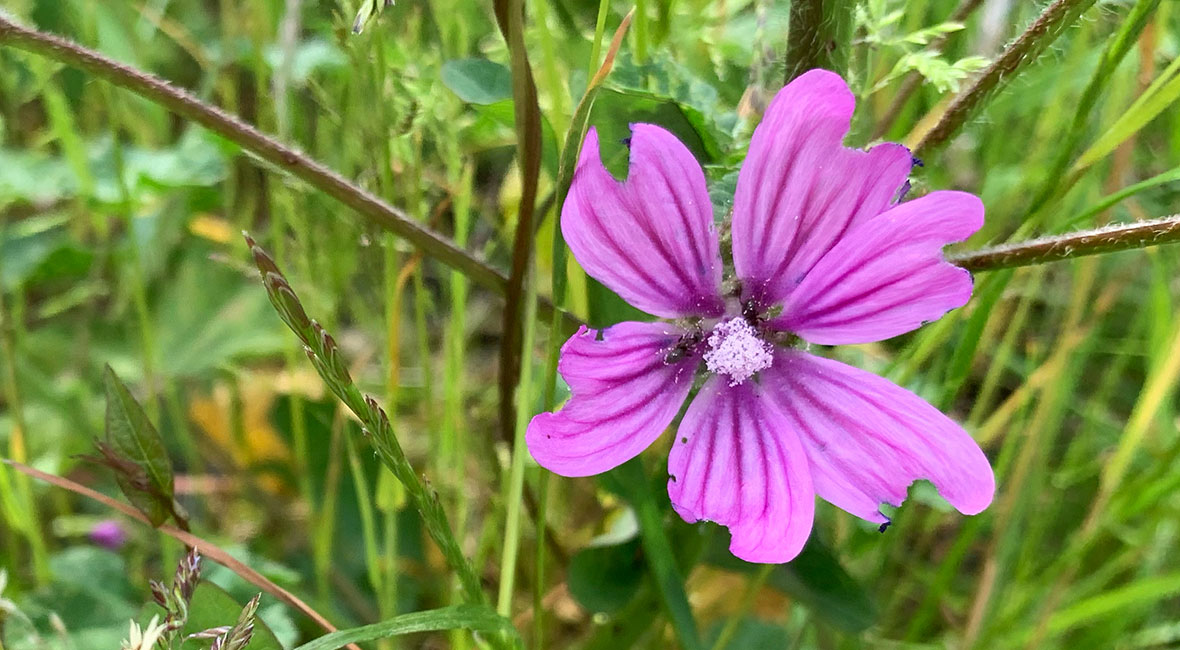 Nio sorters blommor på bloggen