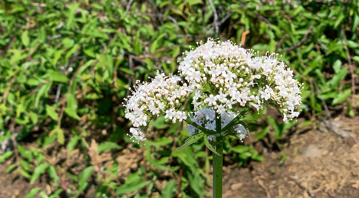 midsommarblomster