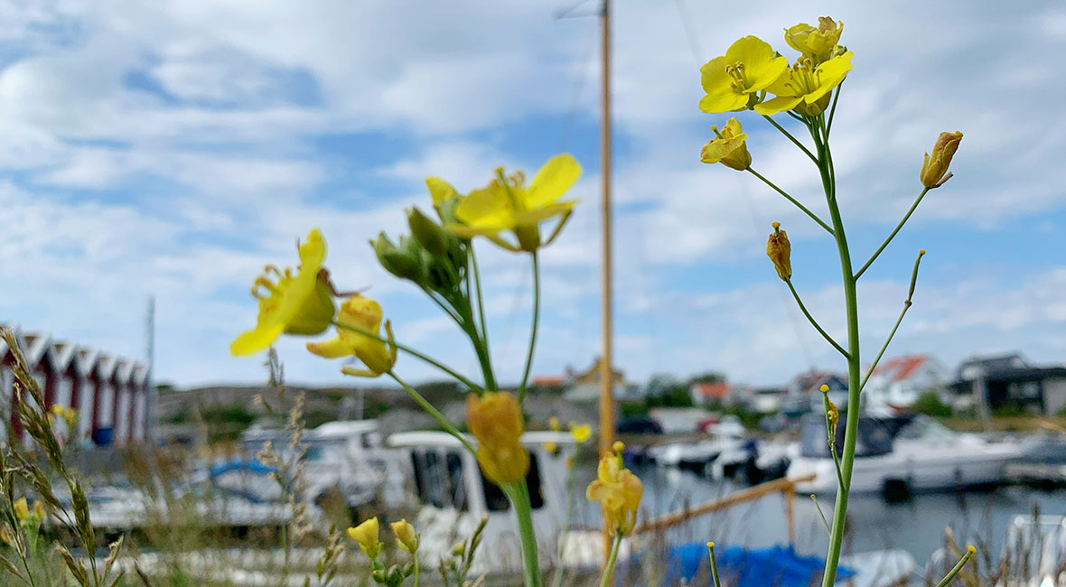 midsommarblomster