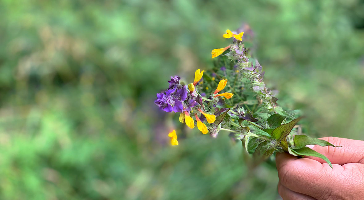 Natt och dag blomma