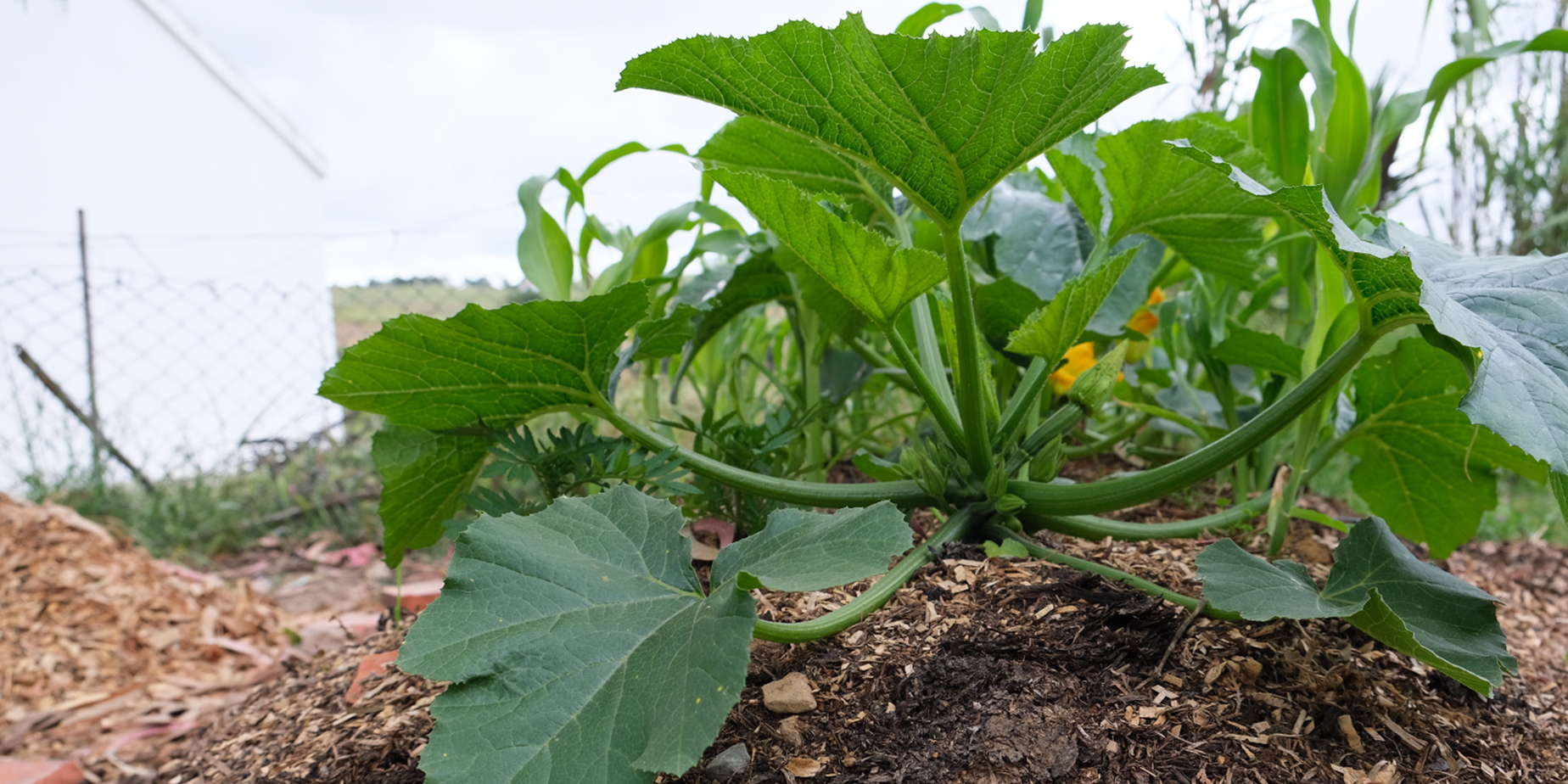 zucchini