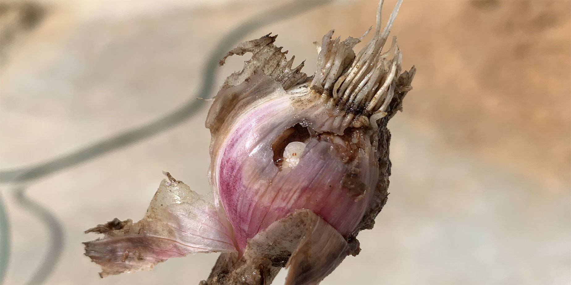 Escargot? Nej, men sniglar i vitlök?