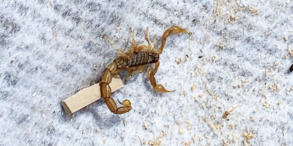 skorpion portugal