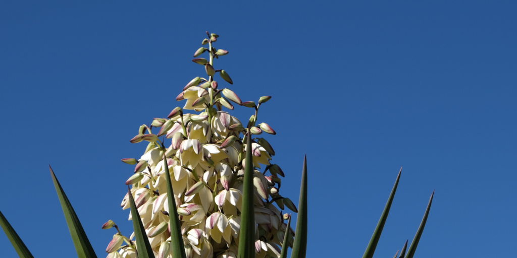 blommande jukkapalm