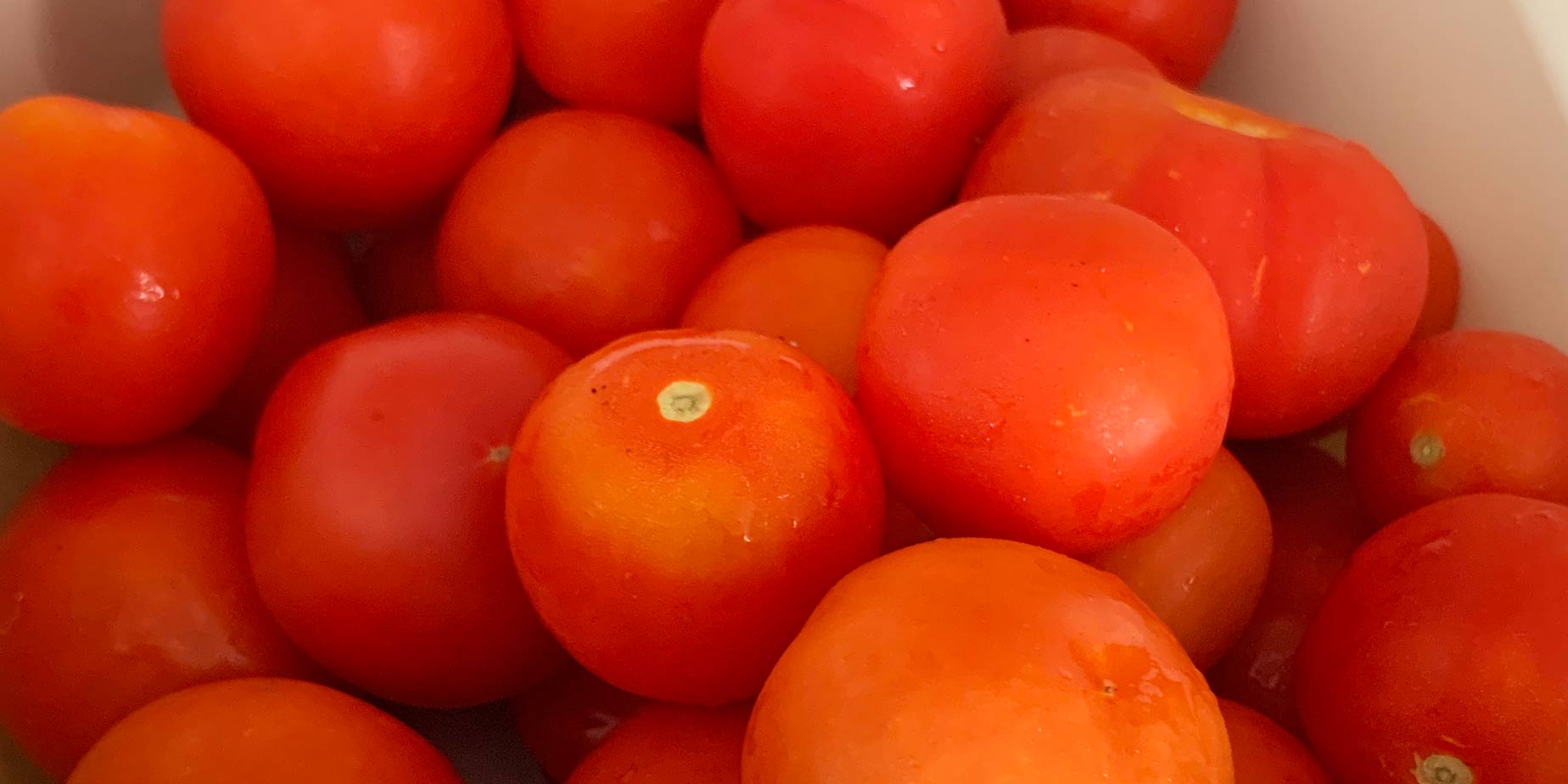 Så mycket tomater!