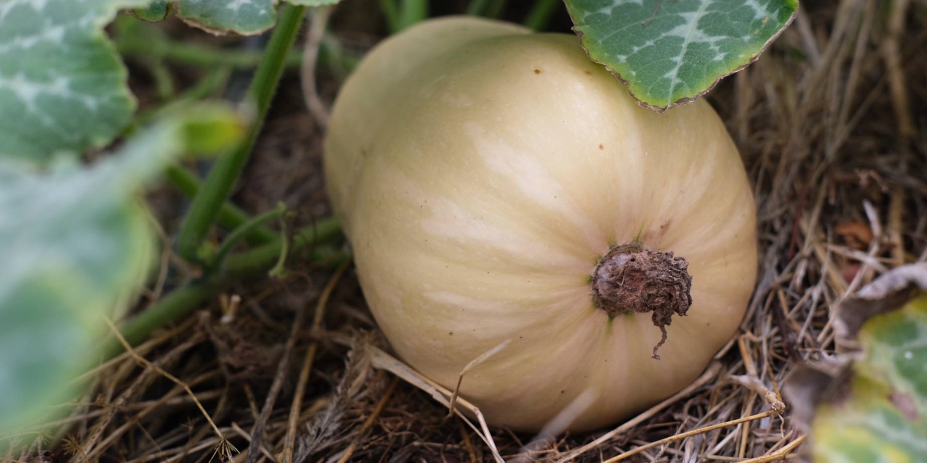 Butternut squash odling, skörd & förädling 2021