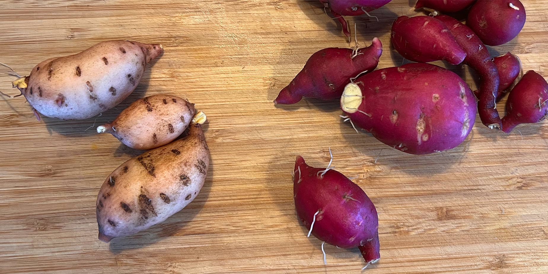 Sötpotatis odling, skörd & förädling 2021