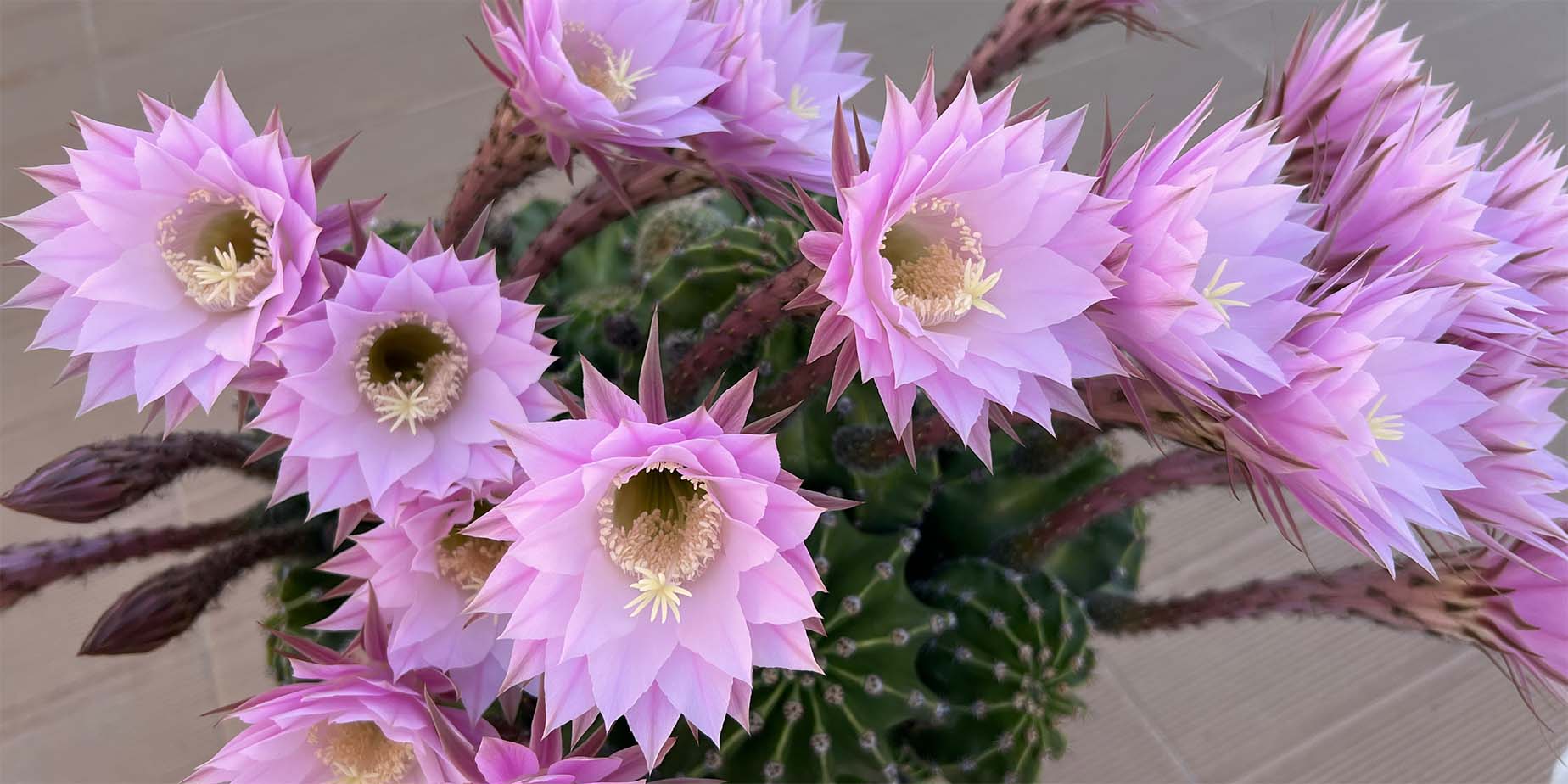 echinopsis-oxygona