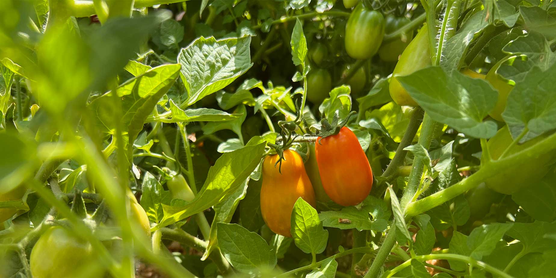 Tomater odling, skörd & förädling 2022