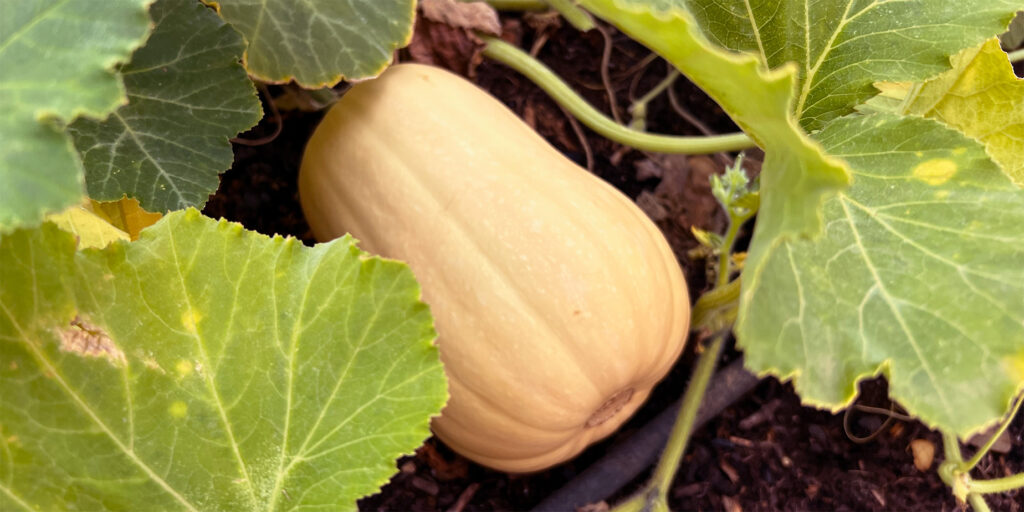 butternutsquash