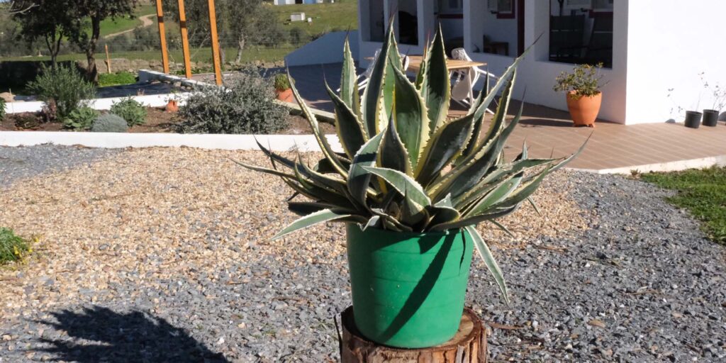 agave planta