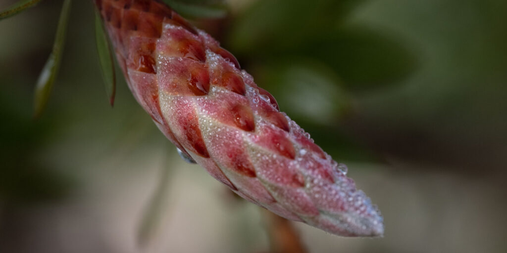 makro fotografering