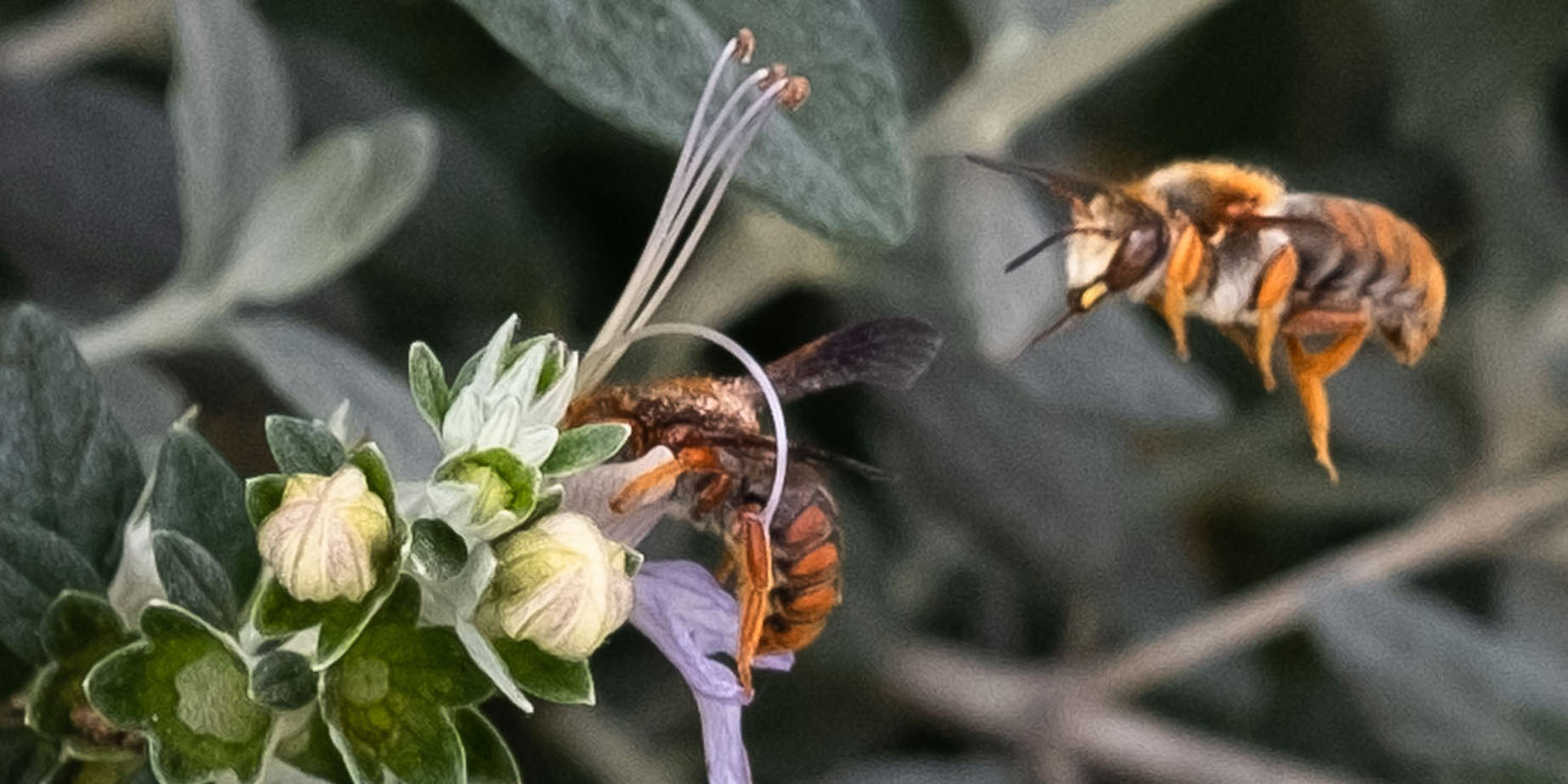 Blommor & bin