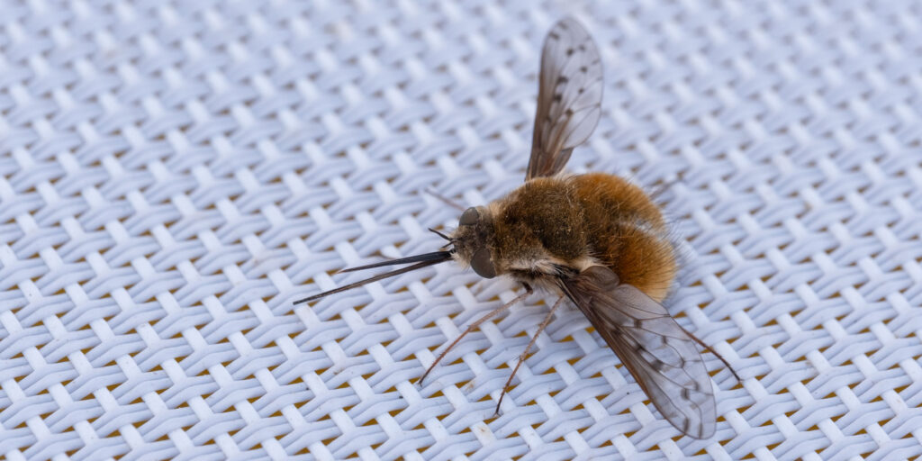 dotted bee fly