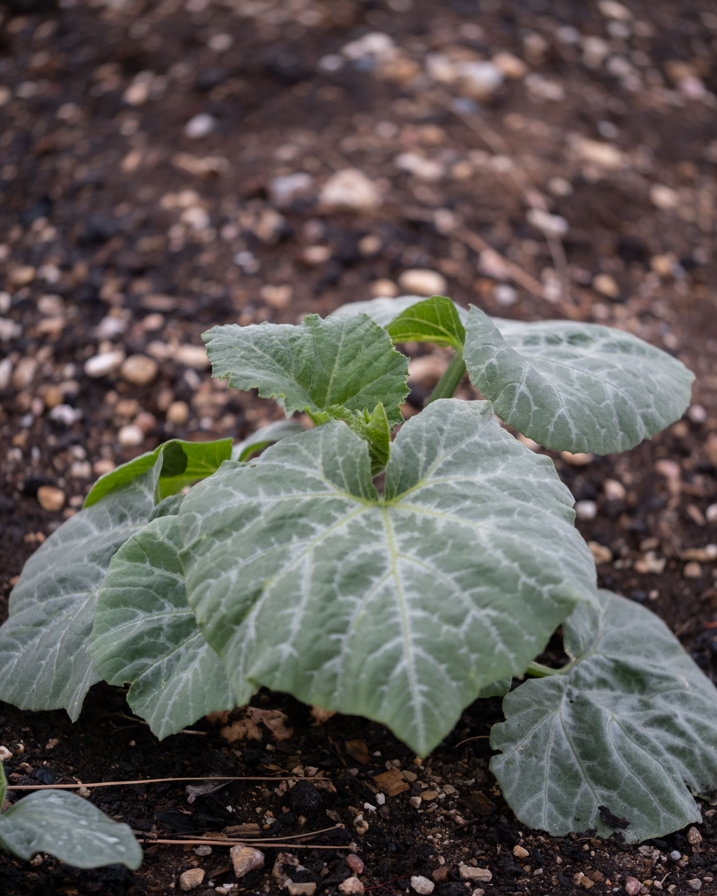 butternut squash