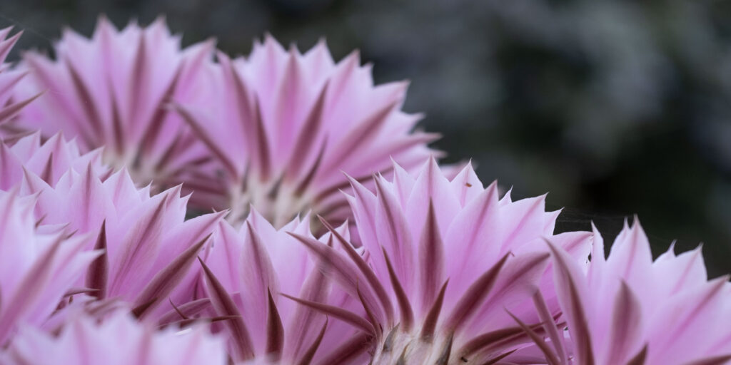 echinopsis-oxygona