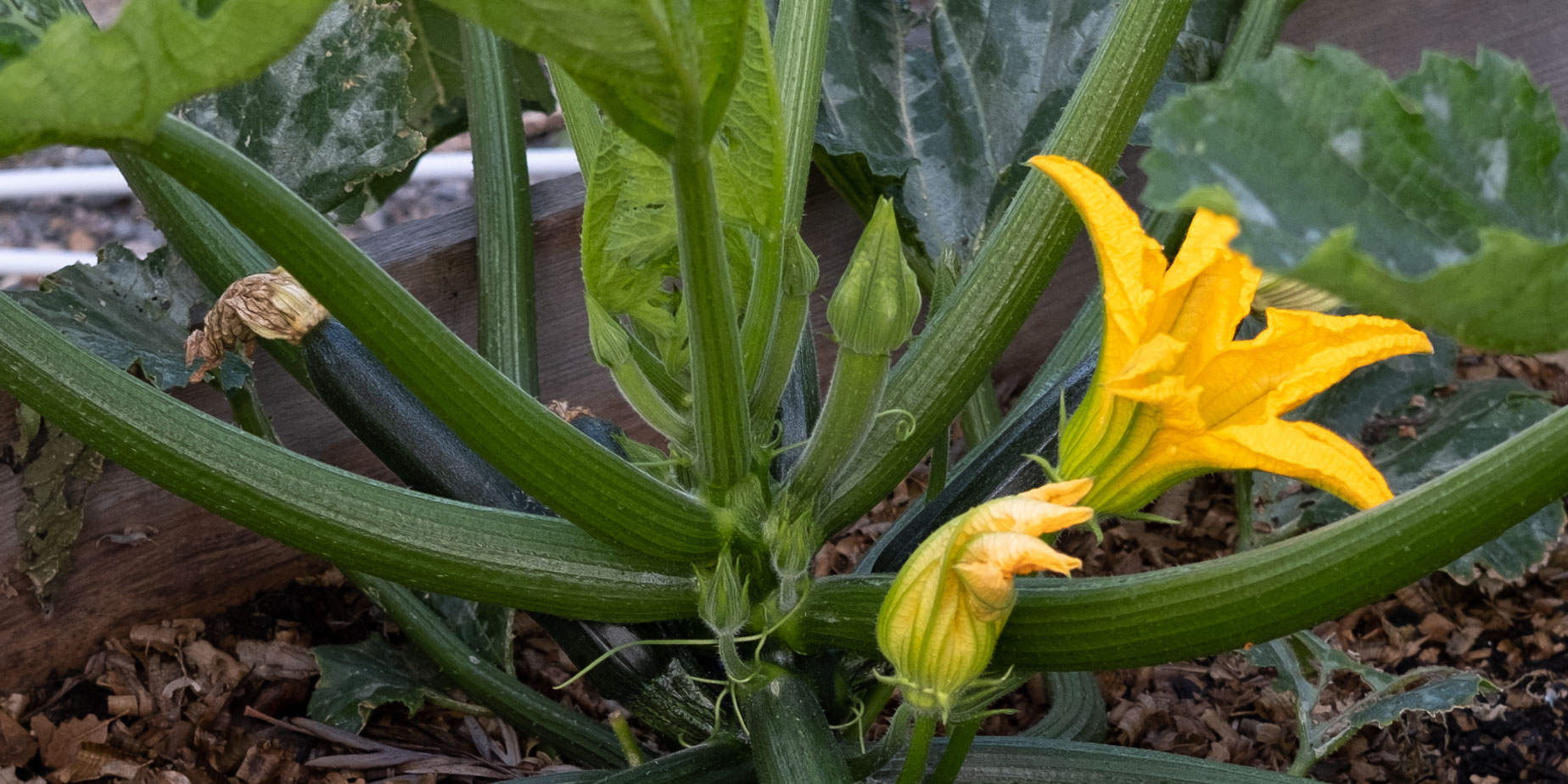 zucchinirecept