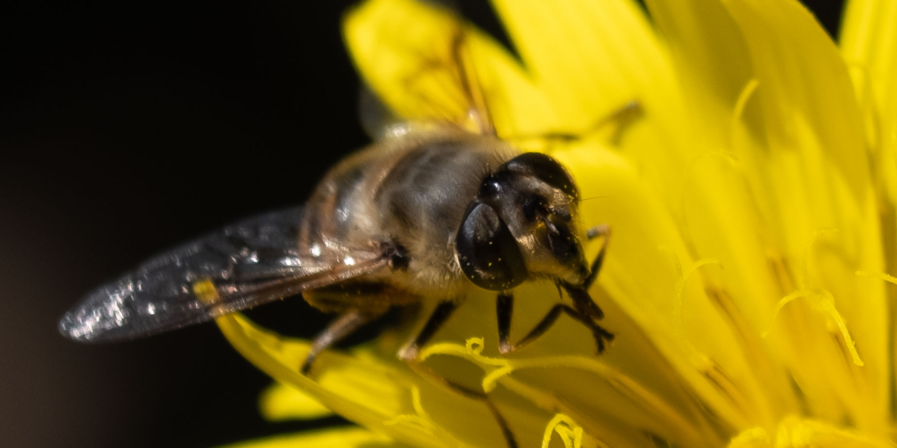 Blomfluga, bladlöss och pyttesmå spindlar