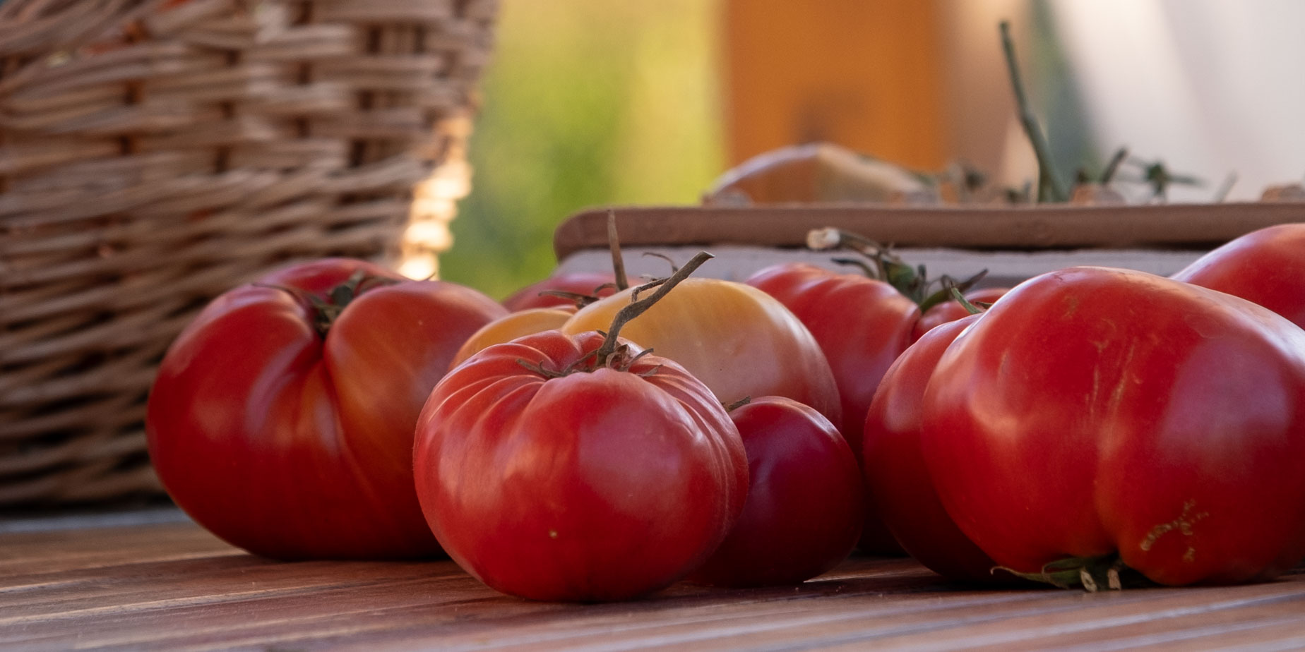 Tomater odling, skörd & förädling 2023