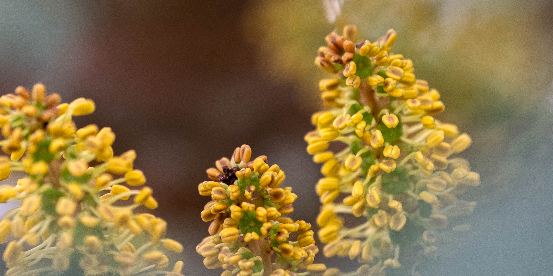 Färgsprakande i trädgården