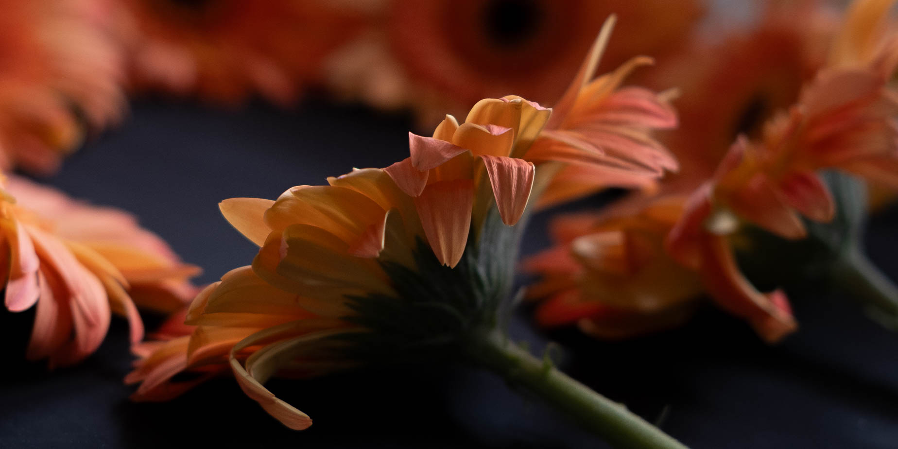 Färgsprakande bukett av Gerbera bevarad