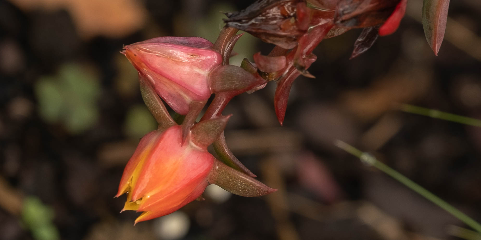 Färgsprakande blommor i december