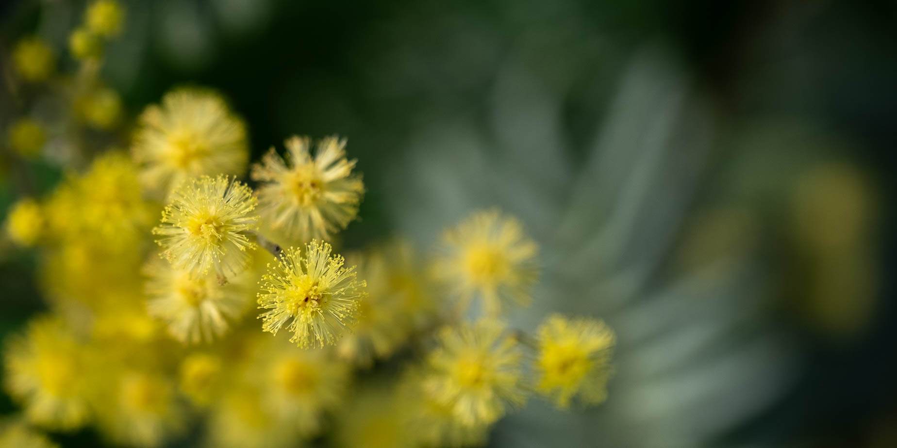 mimosa blommar