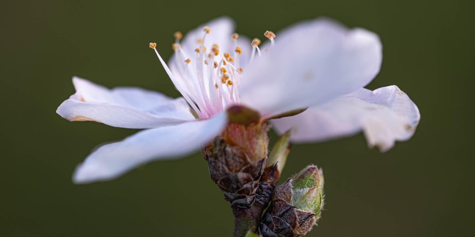 Färgsprakande mandelblomning