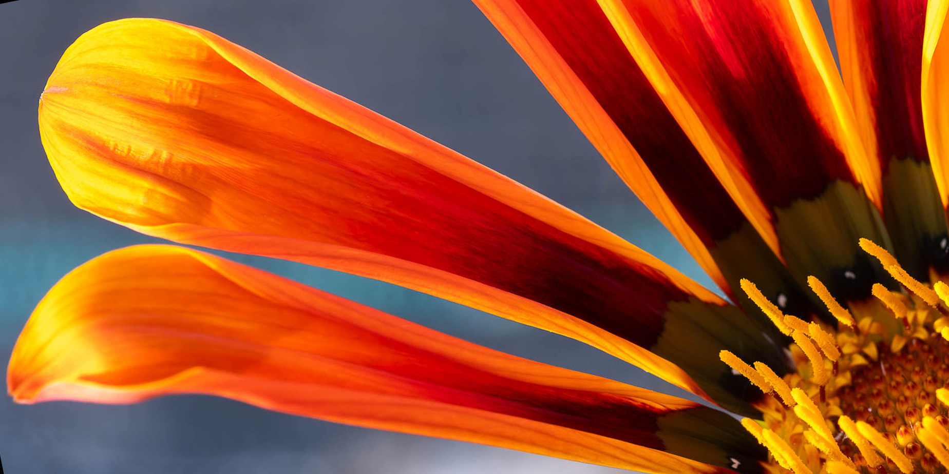 Färgsprakande påfågelblommor