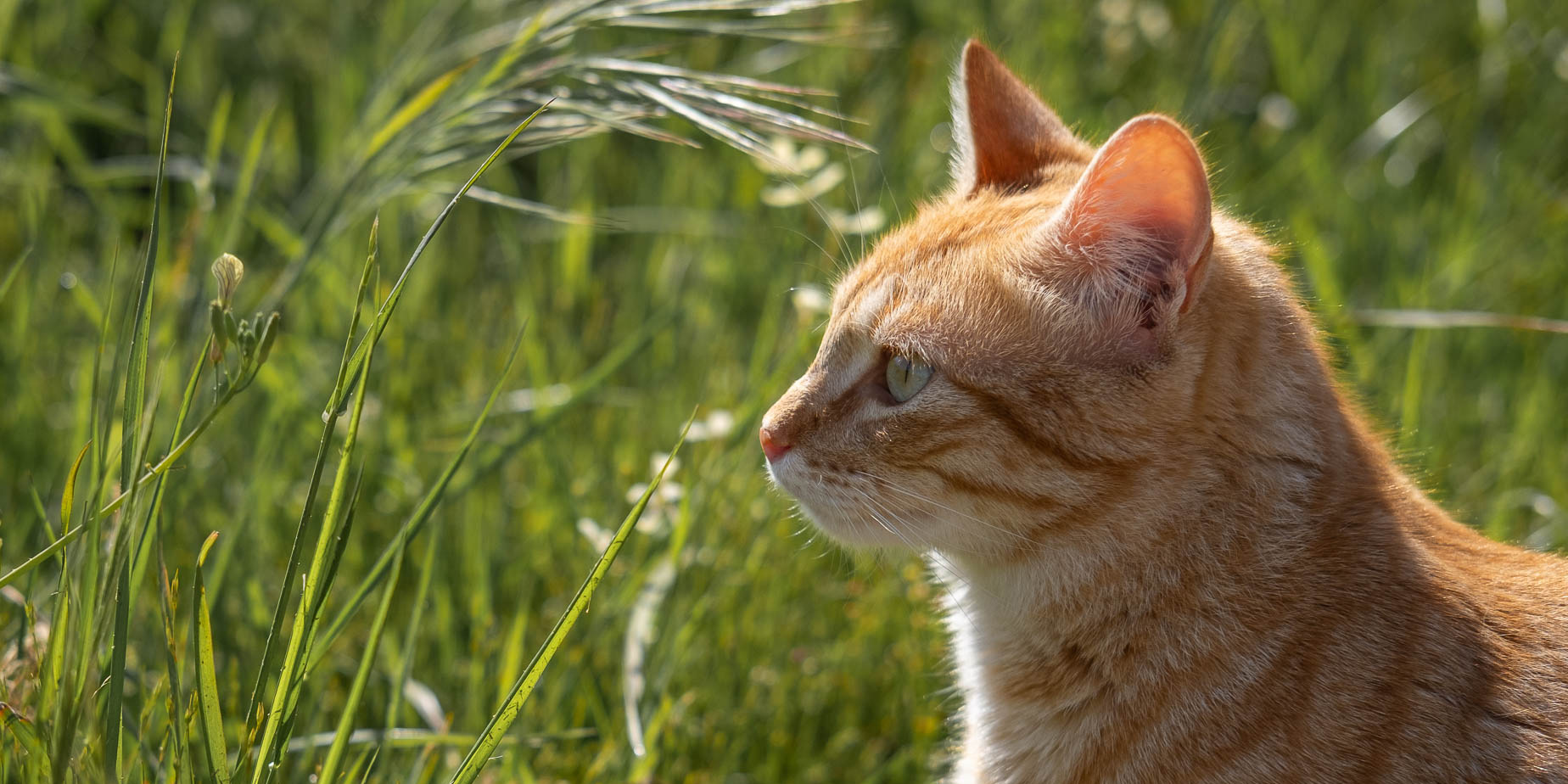 Fel katter på balkongen!