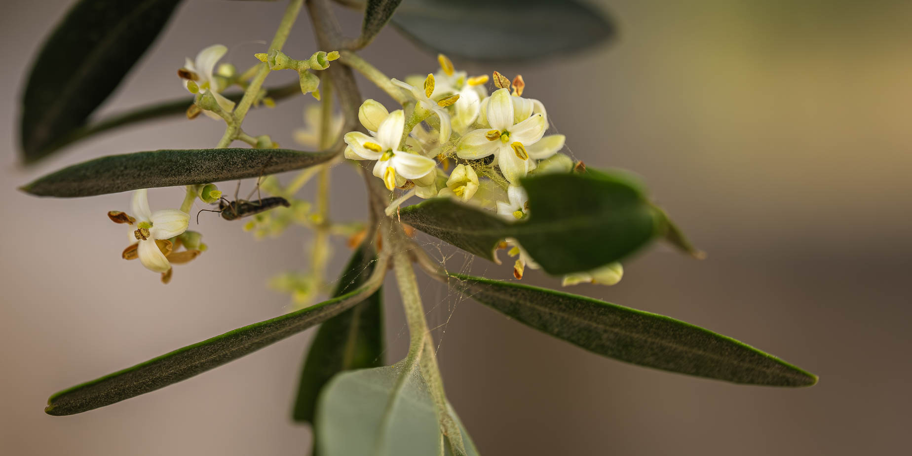 Pollen i Portugal, jodå nu är jag ordentligt allergisk