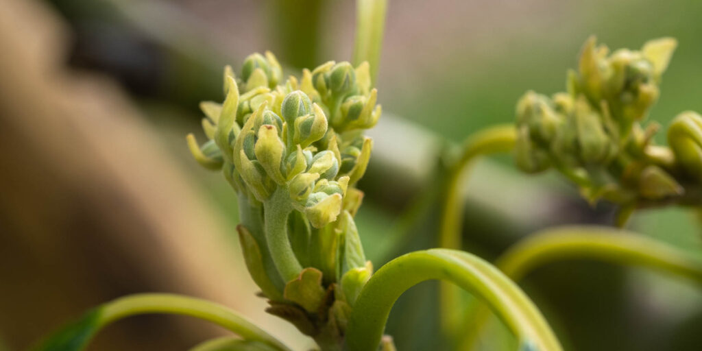 avokado blomning