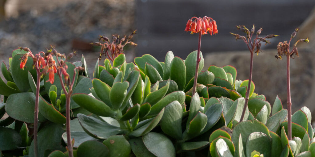 planttant