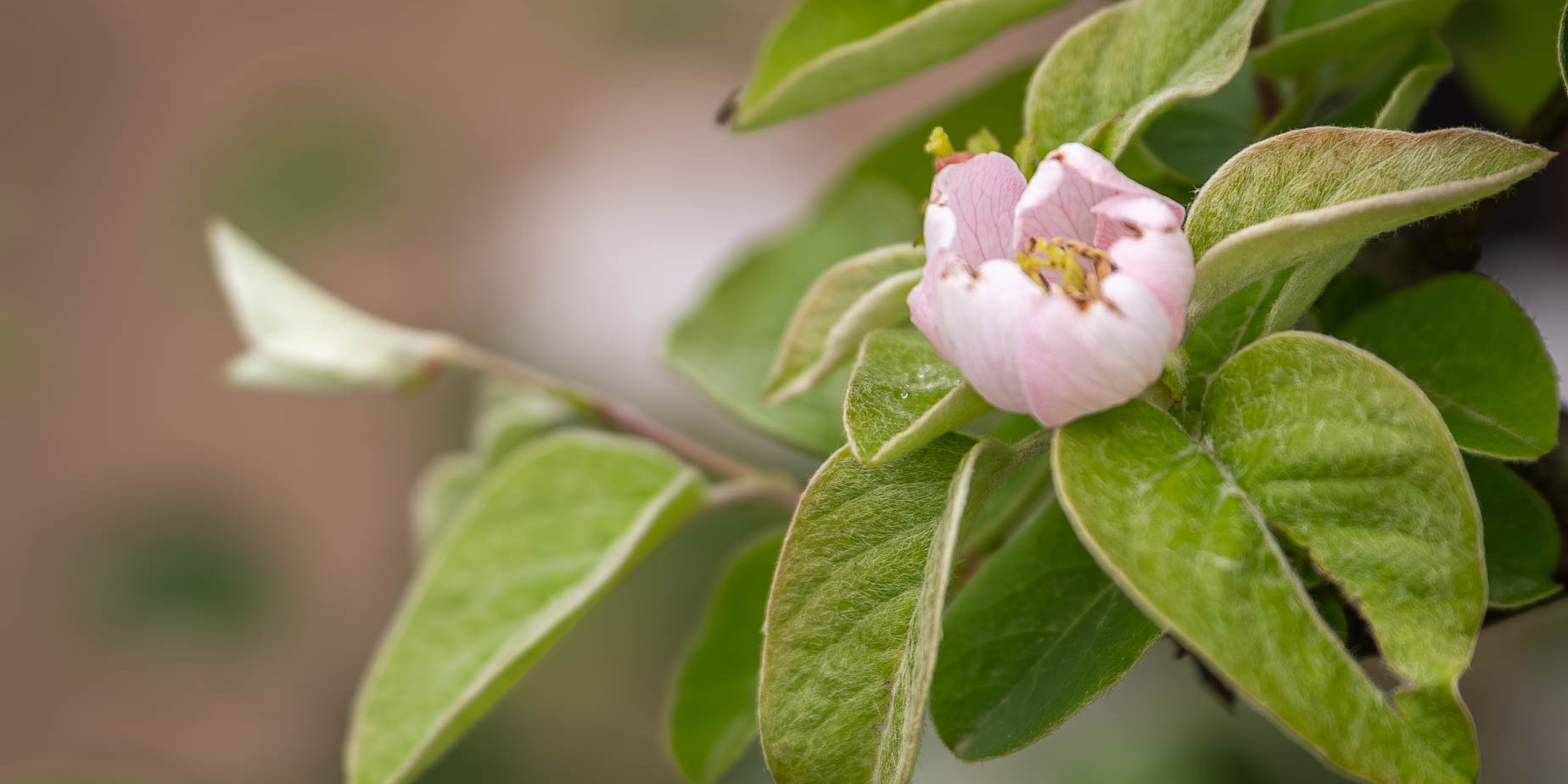 Blomning på trädgårdsfredag #49
