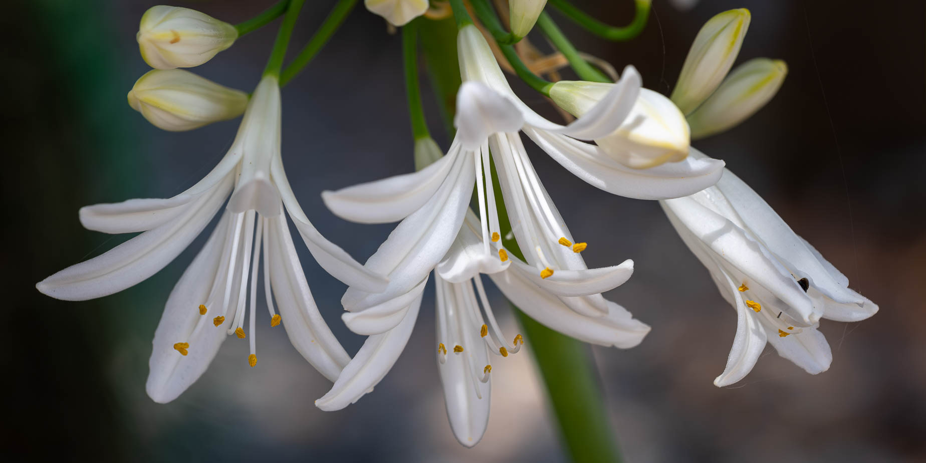 Blombomb med sju sorters blommor